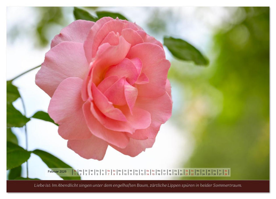 Rosen, Liebe ist (CALVENDO Premium Wandkalender 2026)
