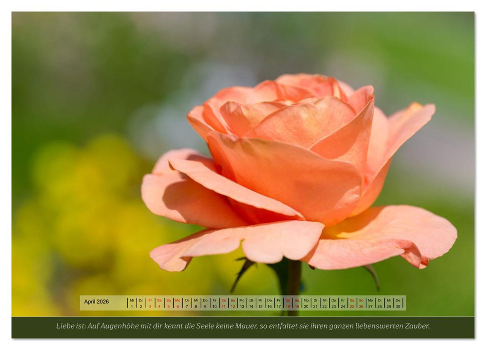 Rosen, Liebe ist (CALVENDO Premium Wandkalender 2026)