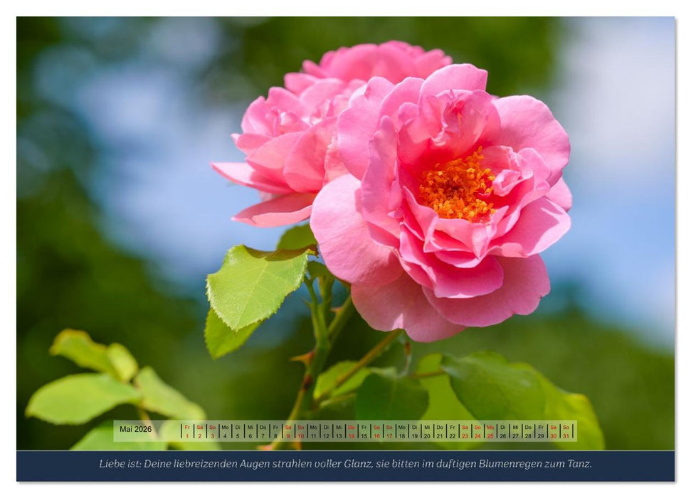 Rosen, Liebe ist (CALVENDO Premium Wandkalender 2026)