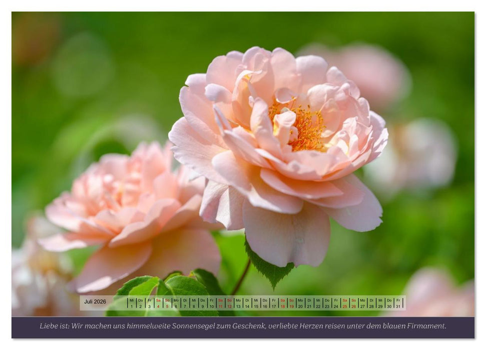 Rosen, Liebe ist (CALVENDO Premium Wandkalender 2026)