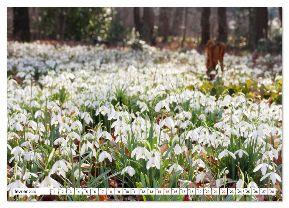 Au royaume des fleurs (CALVENDO Calendrier mensuel 2026)