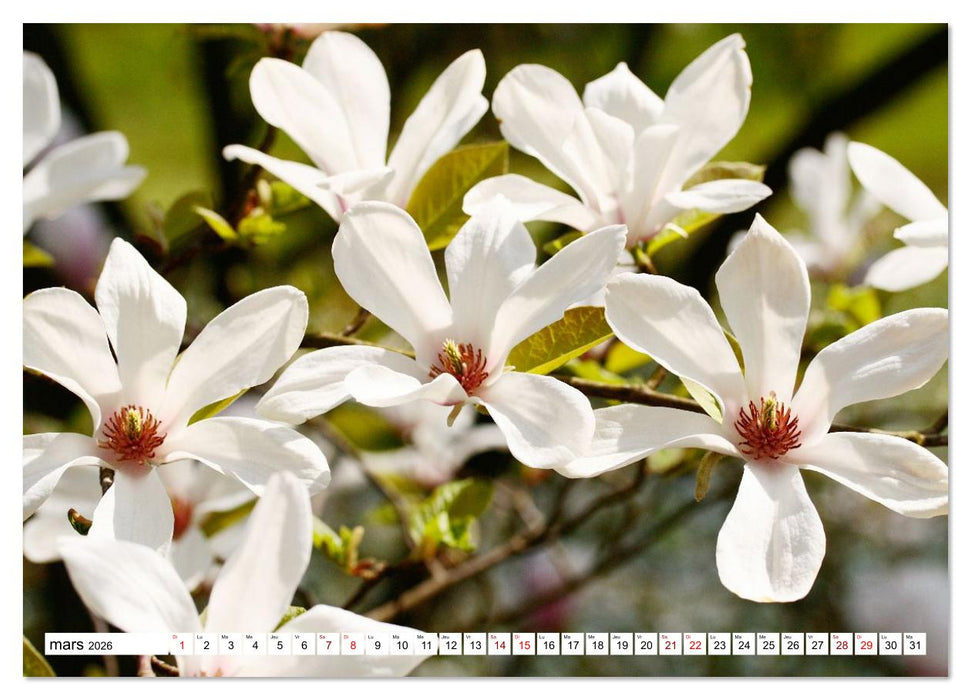 Au royaume des fleurs (CALVENDO Calendrier supérieur 2026)