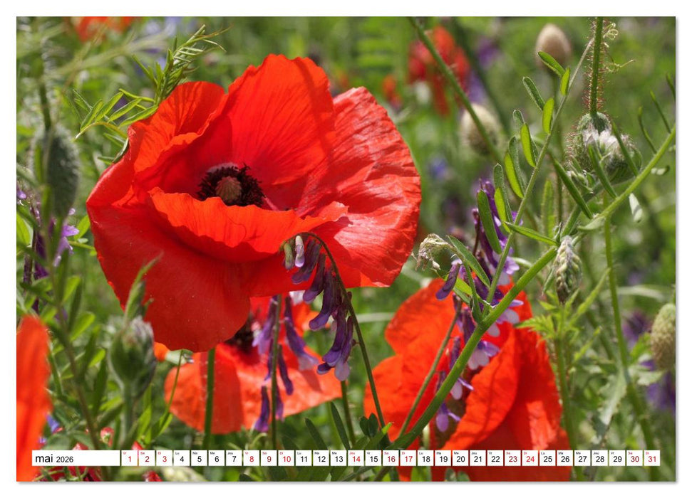 Au royaume des fleurs (CALVENDO Calendrier supérieur 2026)