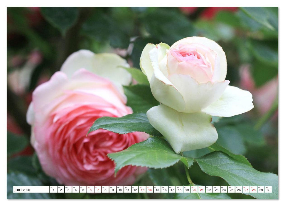 Au royaume des fleurs (CALVENDO Calendrier supérieur 2026)