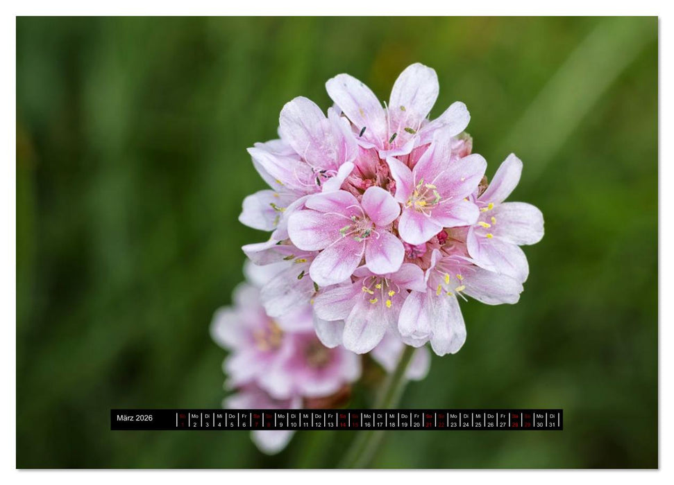 Schottlands Westliche Inseln (CALVENDO Premium Wandkalender 2026)