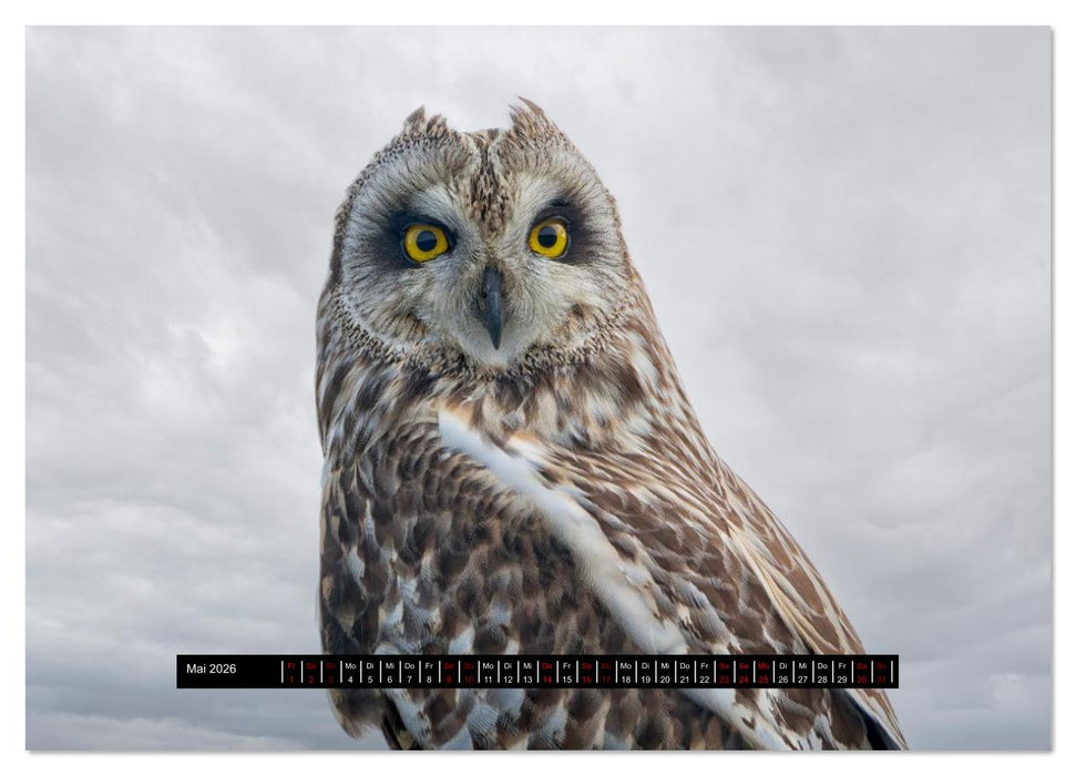 Schottlands Westliche Inseln (CALVENDO Premium Wandkalender 2026)