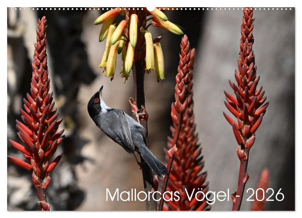 Mallorcas Vögel (CALVENDO Wandkalender 2026)