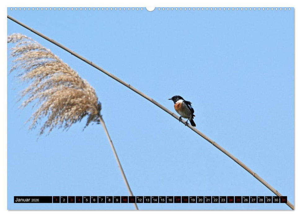 Mallorcas Vögel (CALVENDO Wandkalender 2026)