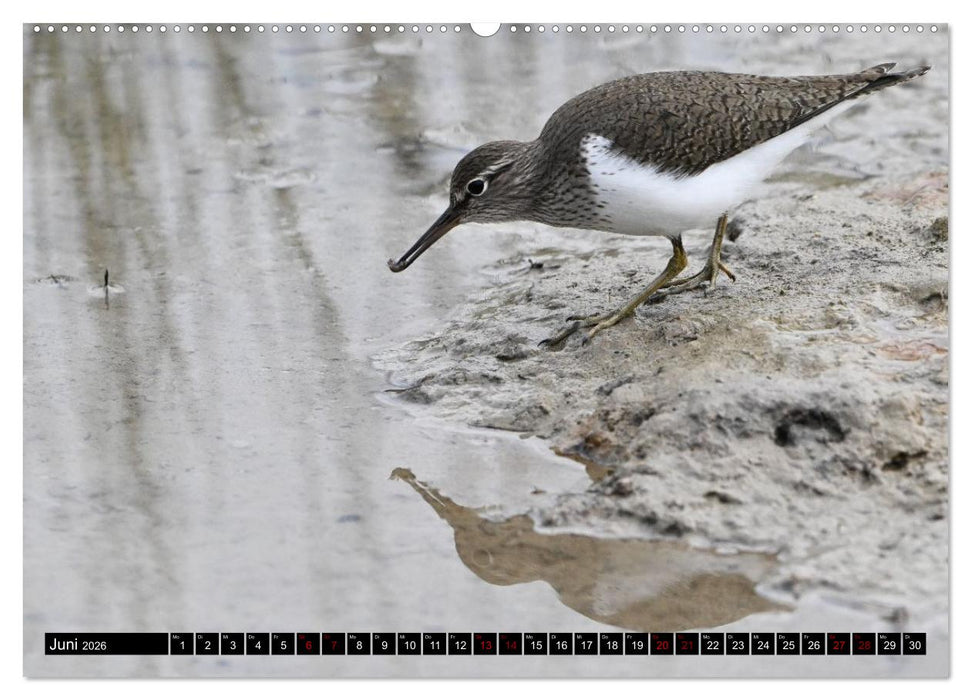 Mallorcas Vögel (CALVENDO Wandkalender 2026)