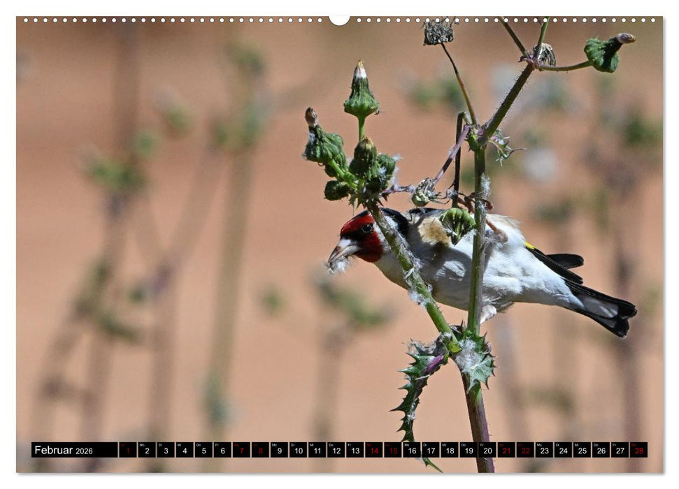 Mallorcas Vögel (CALVENDO Premium Wandkalender 2026)