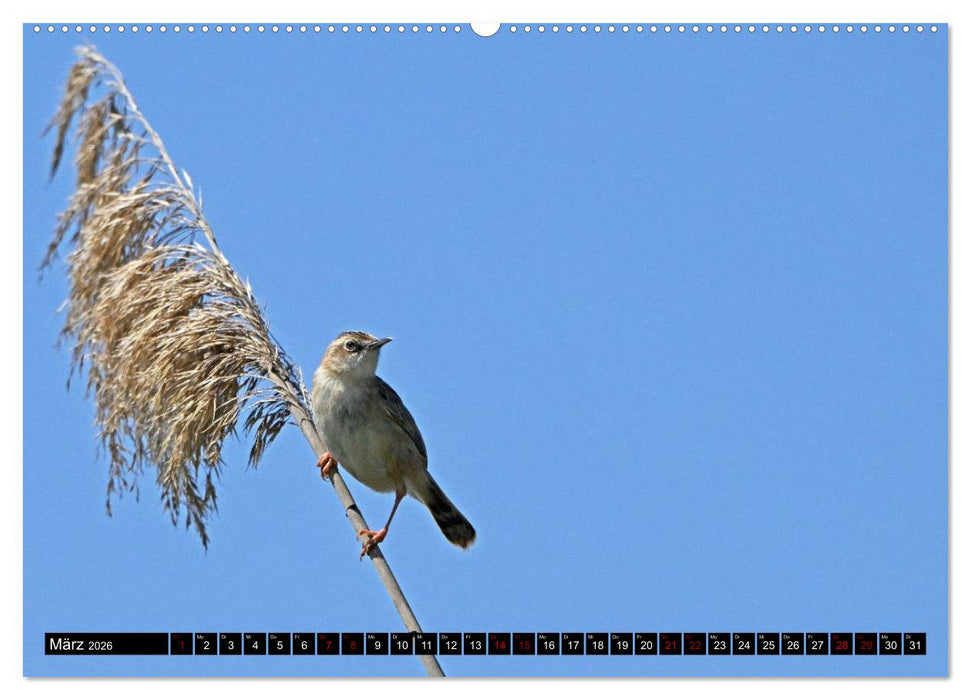 Mallorcas Vögel (CALVENDO Premium Wandkalender 2026)