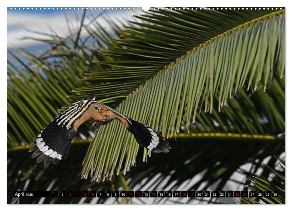 Mallorcas Vögel (CALVENDO Premium Wandkalender 2026)