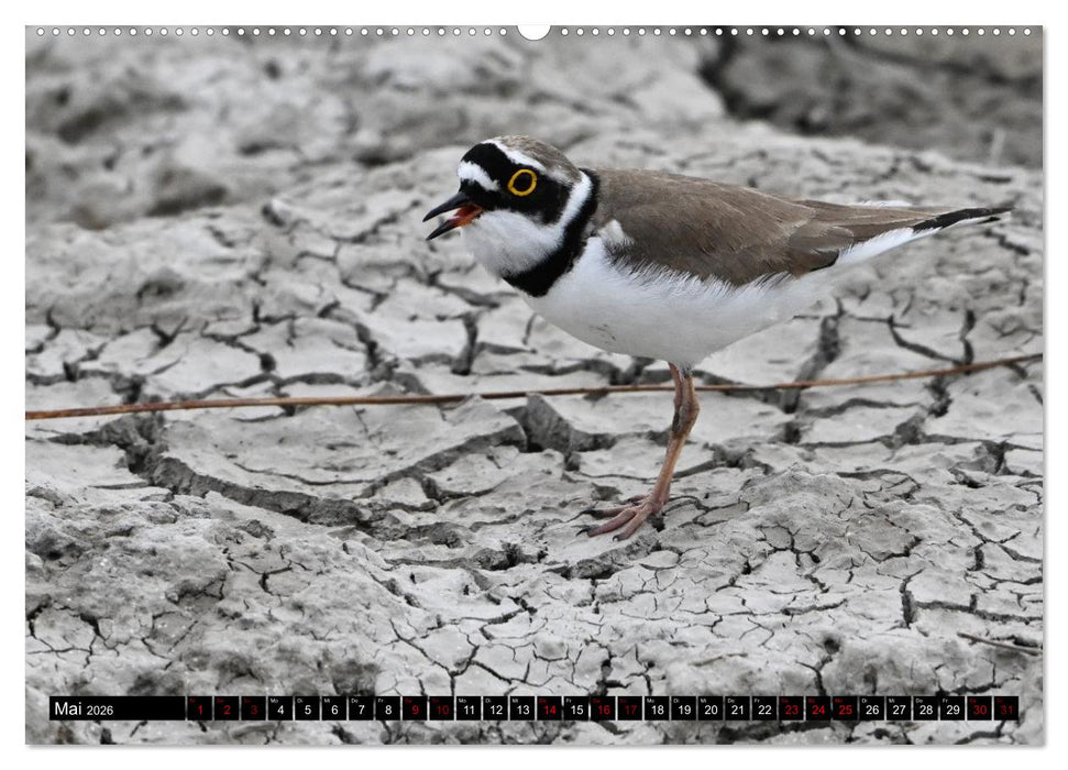 Mallorcas Vögel (CALVENDO Premium Wandkalender 2026)