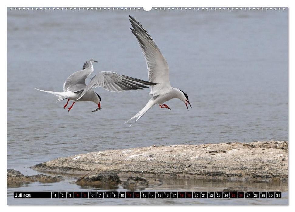 Mallorcas Vögel (CALVENDO Premium Wandkalender 2026)