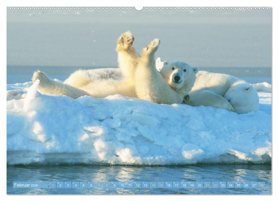 Eisbären: Lebenskünstler im Eis (CALVENDO Wandkalender 2026)