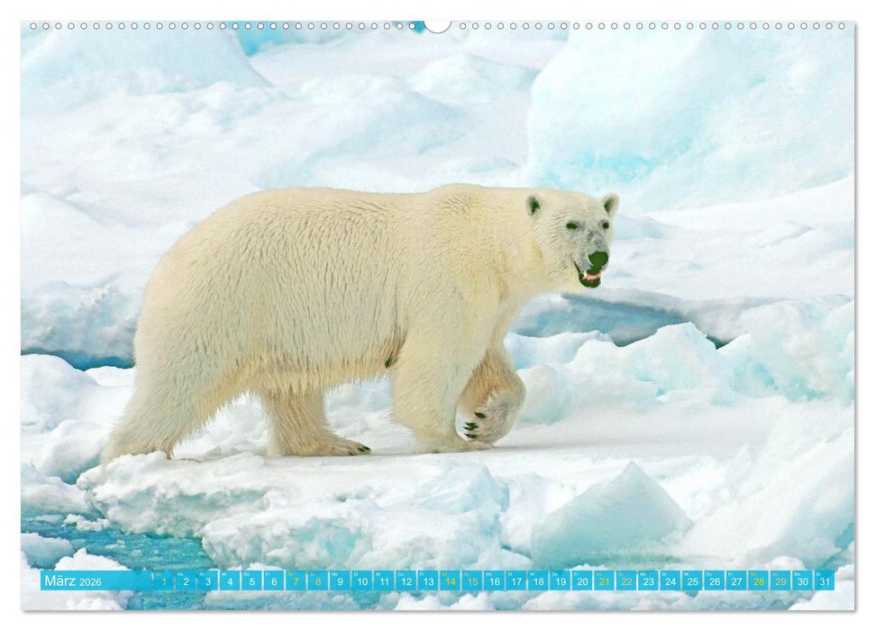 Eisbären: Lebenskünstler im Eis (CALVENDO Wandkalender 2026)