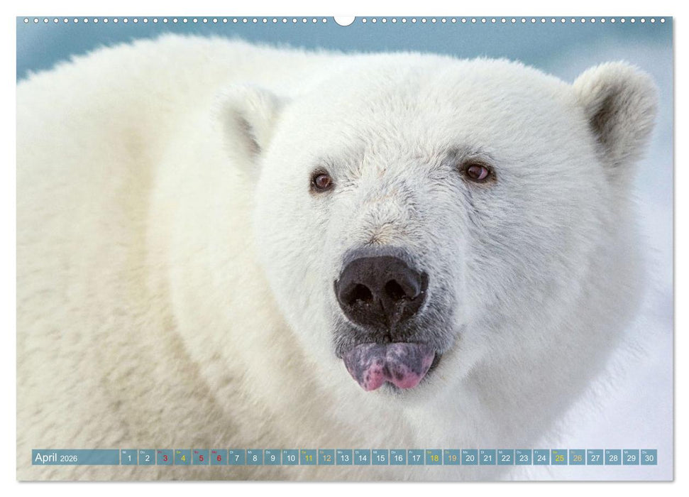 Eisbären: Lebenskünstler im Eis (CALVENDO Wandkalender 2026)