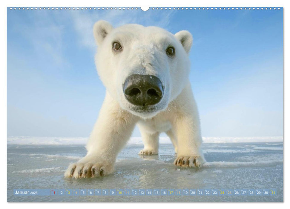 Eisbären: Lebenskünstler im Eis (CALVENDO Premium Wandkalender 2026)