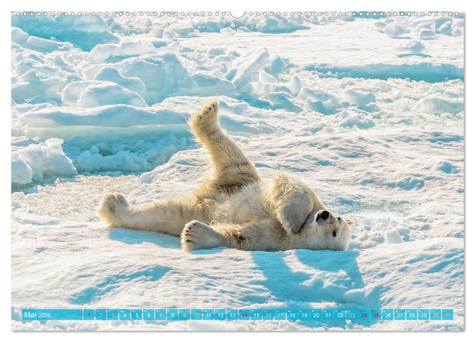 Eisbären: Lebenskünstler im Eis (CALVENDO Premium Wandkalender 2026)