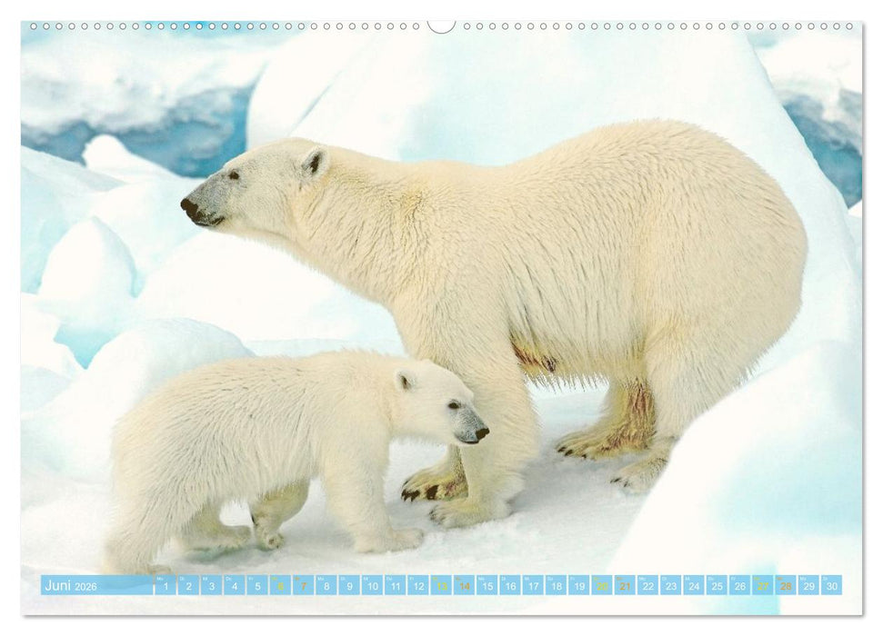 Eisbären: Lebenskünstler im Eis (CALVENDO Premium Wandkalender 2026)