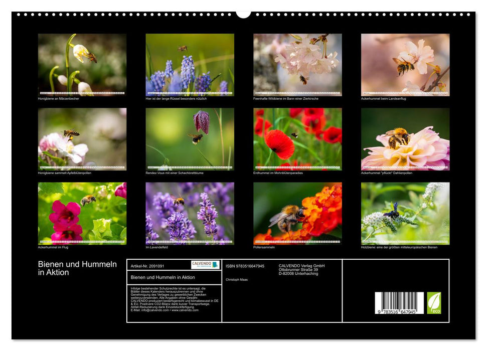 Bienen und Hummeln in Aktion (CALVENDO Premium Wandkalender 2026)
