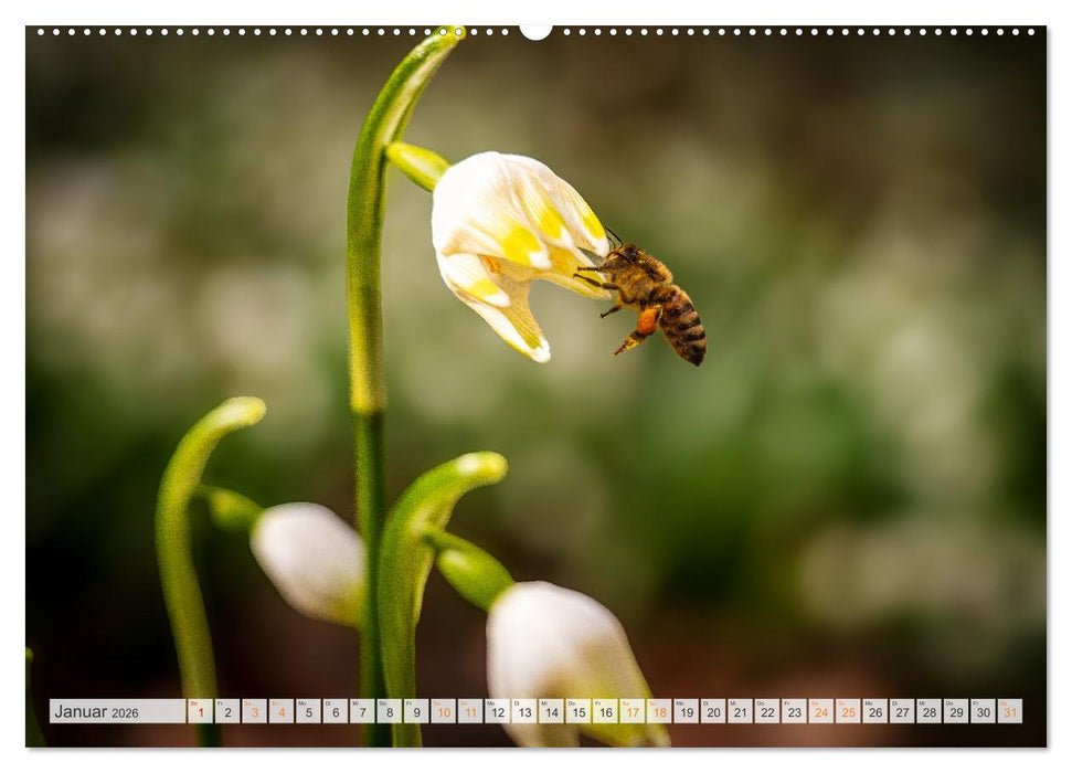 Bienen und Hummeln in Aktion (CALVENDO Premium Wandkalender 2026)