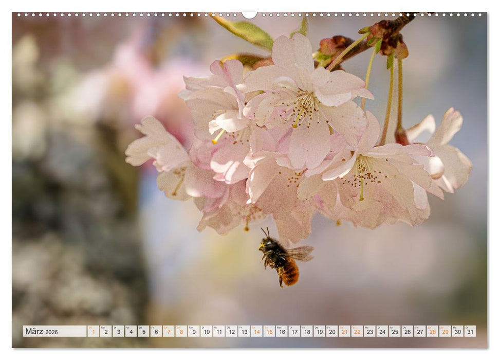 Bienen und Hummeln in Aktion (CALVENDO Premium Wandkalender 2026)