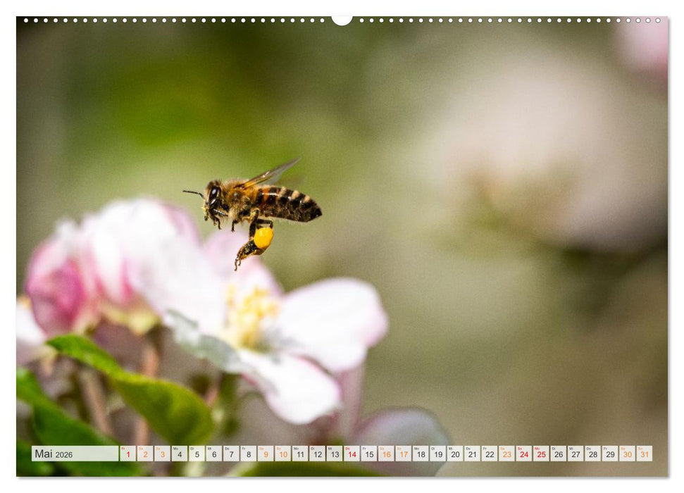 Bienen und Hummeln in Aktion (CALVENDO Premium Wandkalender 2026)