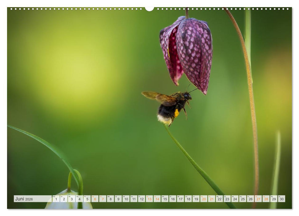 Bienen und Hummeln in Aktion (CALVENDO Premium Wandkalender 2026)