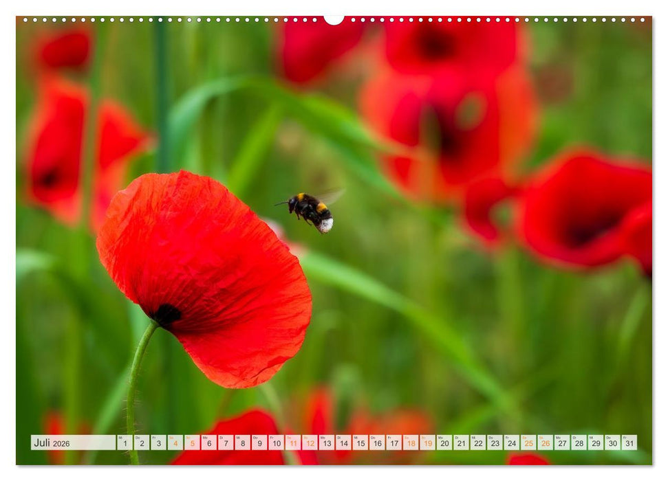 Bienen und Hummeln in Aktion (CALVENDO Premium Wandkalender 2026)