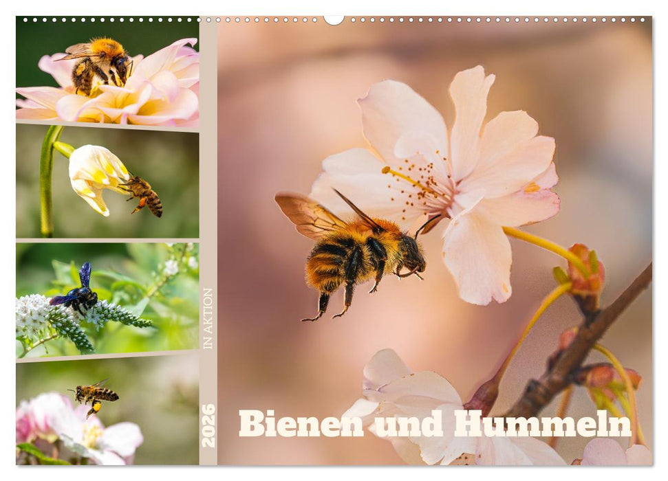 Bienen und Hummeln in Aktion (CALVENDO Wandkalender 2026)