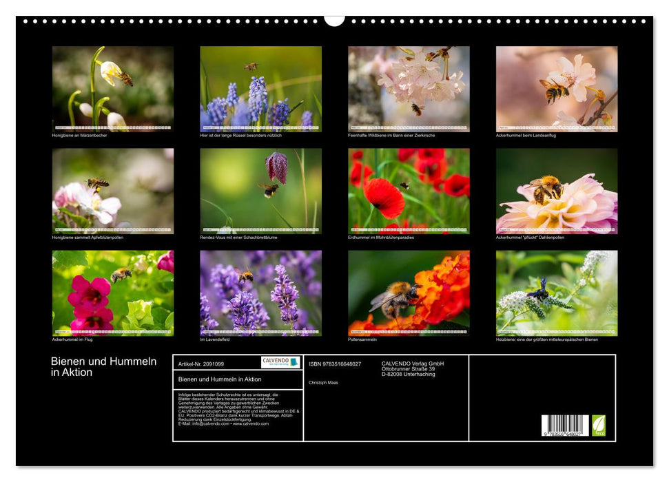 Bienen und Hummeln in Aktion (CALVENDO Wandkalender 2026)