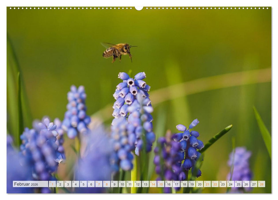 Bienen und Hummeln in Aktion (CALVENDO Wandkalender 2026)