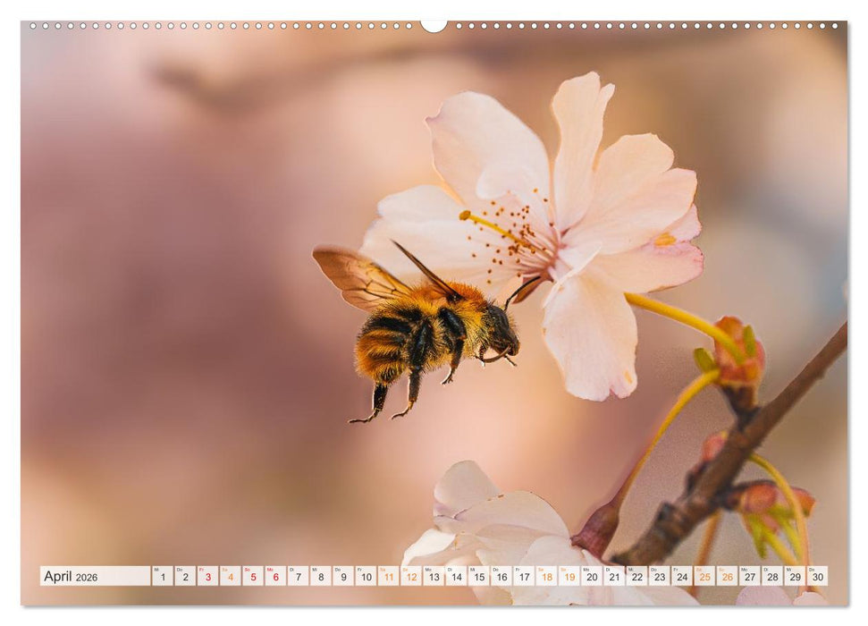 Bienen und Hummeln in Aktion (CALVENDO Wandkalender 2026)