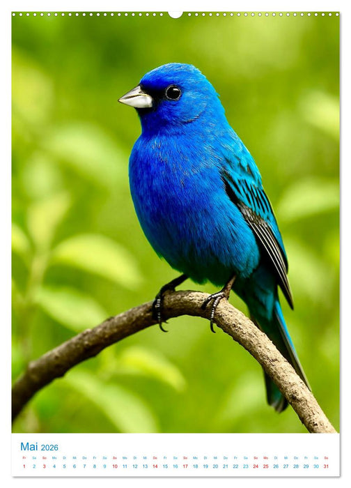 Blaue Vögel (CALVENDO Premium Wandkalender 2026)