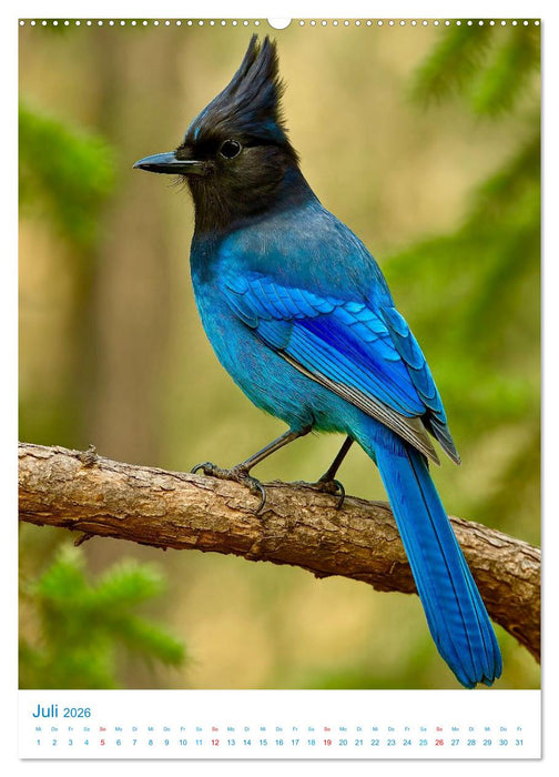 Blaue Vögel (CALVENDO Premium Wandkalender 2026)
