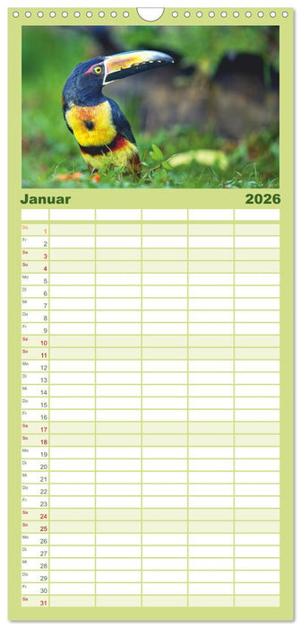 Costa Ricas gefiederte Pracht (CALVENDO Familienplaner 2026)