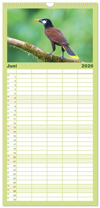 Costa Ricas gefiederte Pracht (CALVENDO Familienplaner 2026)