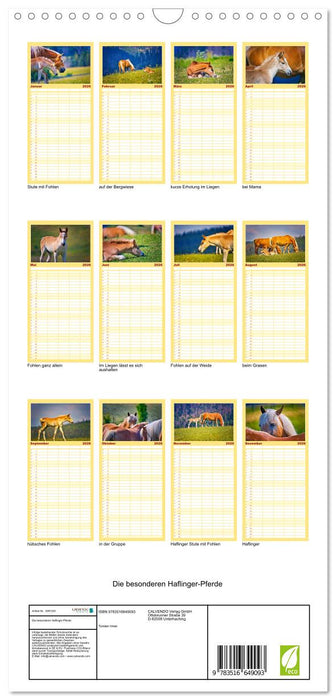 Die besonderen Haflinger-Pferde (CALVENDO Familienplaner 2026)