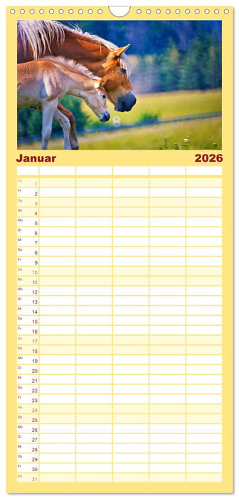 Die besonderen Haflinger-Pferde (CALVENDO Familienplaner 2026)