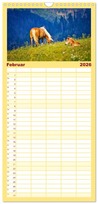 Die besonderen Haflinger-Pferde (CALVENDO Familienplaner 2026)