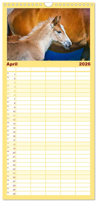 Die besonderen Haflinger-Pferde (CALVENDO Familienplaner 2026)