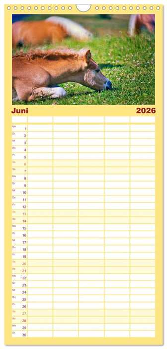 Die besonderen Haflinger-Pferde (CALVENDO Familienplaner 2026)