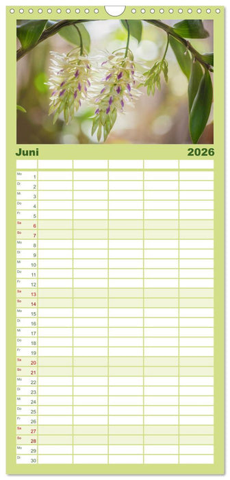 Im Schatten der Orchidee (CALVENDO Familienplaner 2026)
