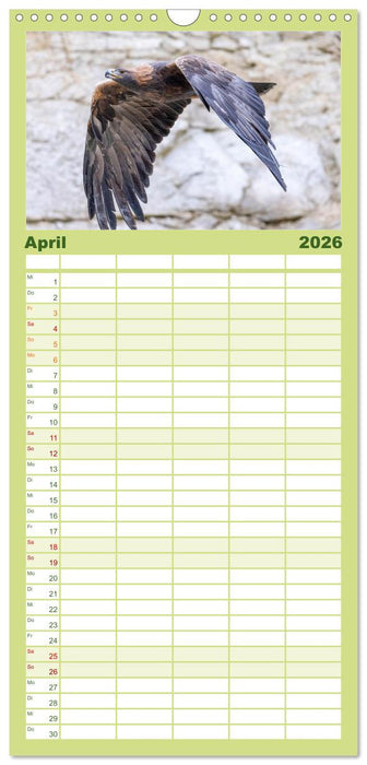 Europas Greifvögel und Eulen (CALVENDO Familienplaner 2026)