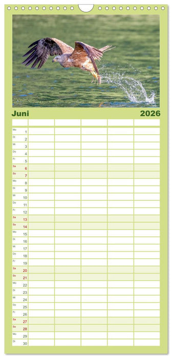 Europas Greifvögel und Eulen (CALVENDO Familienplaner 2026)