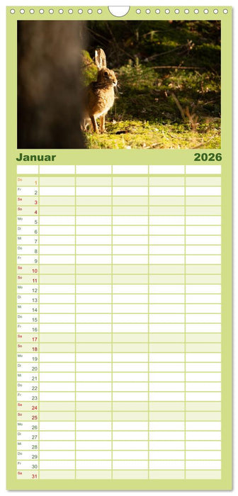 Feldhasen unterwegs in Wald und Flur (CALVENDO Familienplaner 2026)