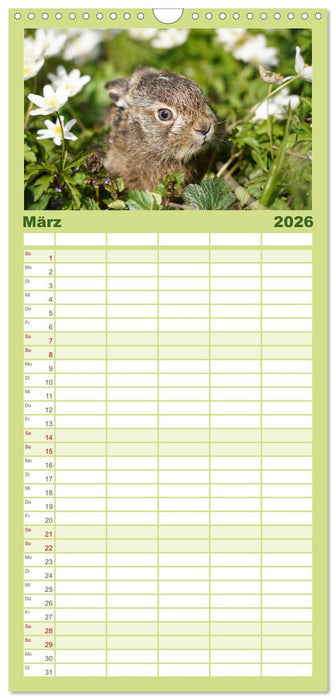 Feldhasen unterwegs in Wald und Flur (CALVENDO Familienplaner 2026)