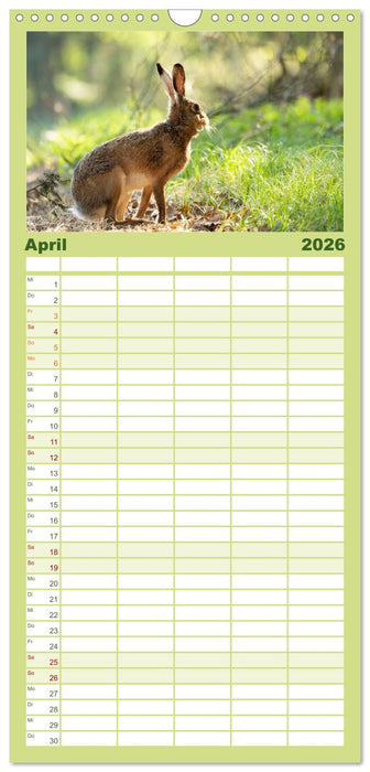 Feldhasen unterwegs in Wald und Flur (CALVENDO Familienplaner 2026)