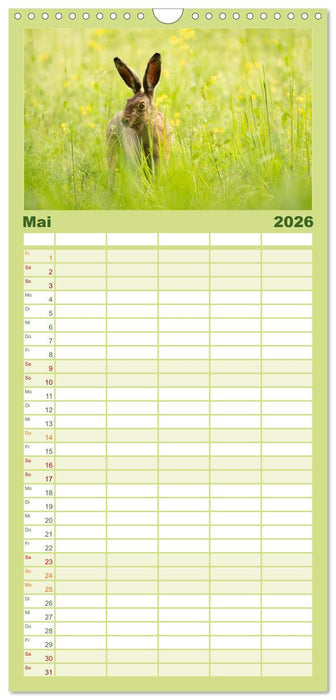 Feldhasen unterwegs in Wald und Flur (CALVENDO Familienplaner 2026)
